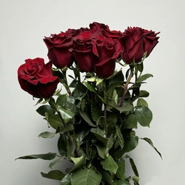 Розы красные, 9 шт - Сүрөт 1