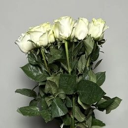 Розы белые, 15 шт - Сүрөт 1